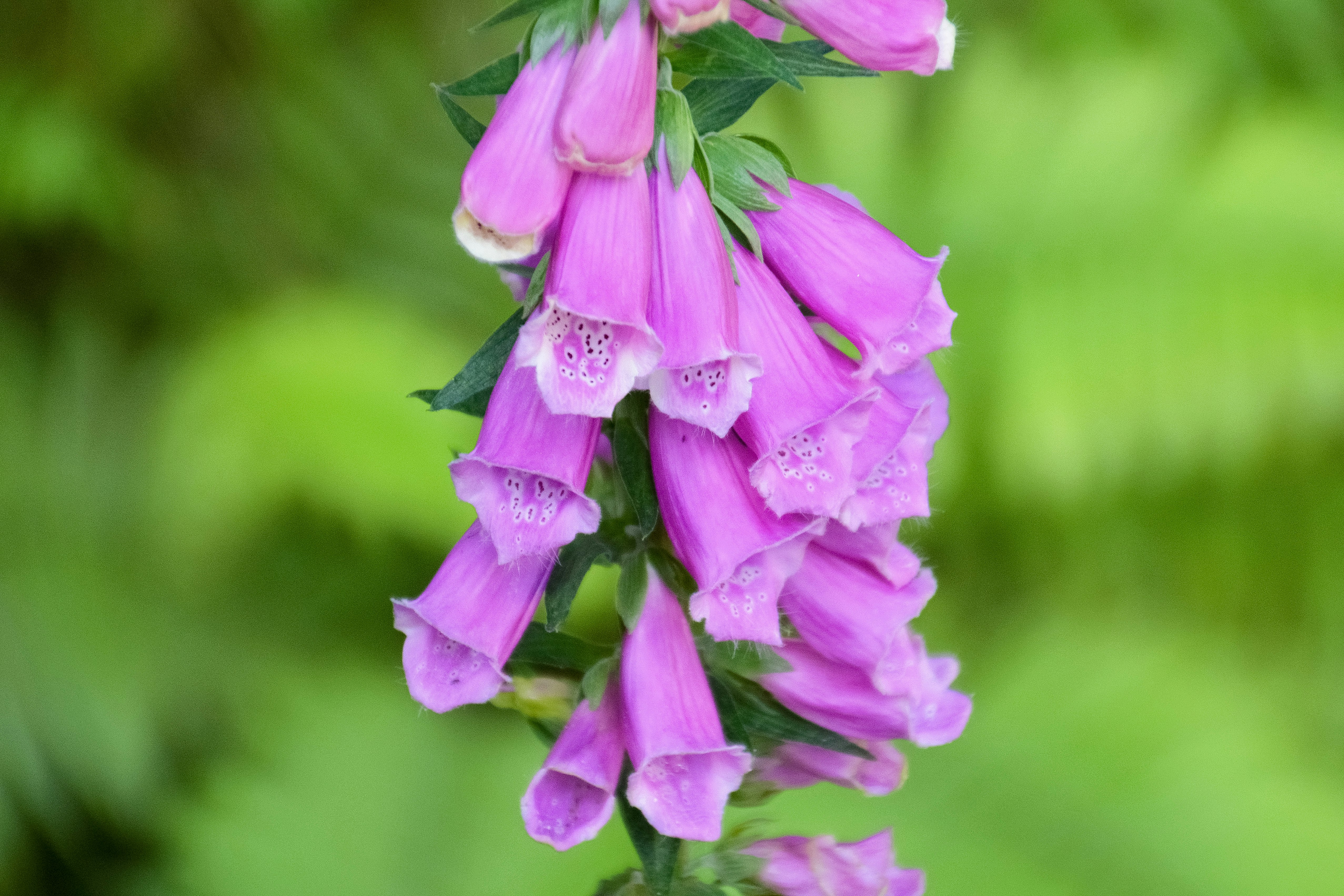 purple flower in tilt shift lens